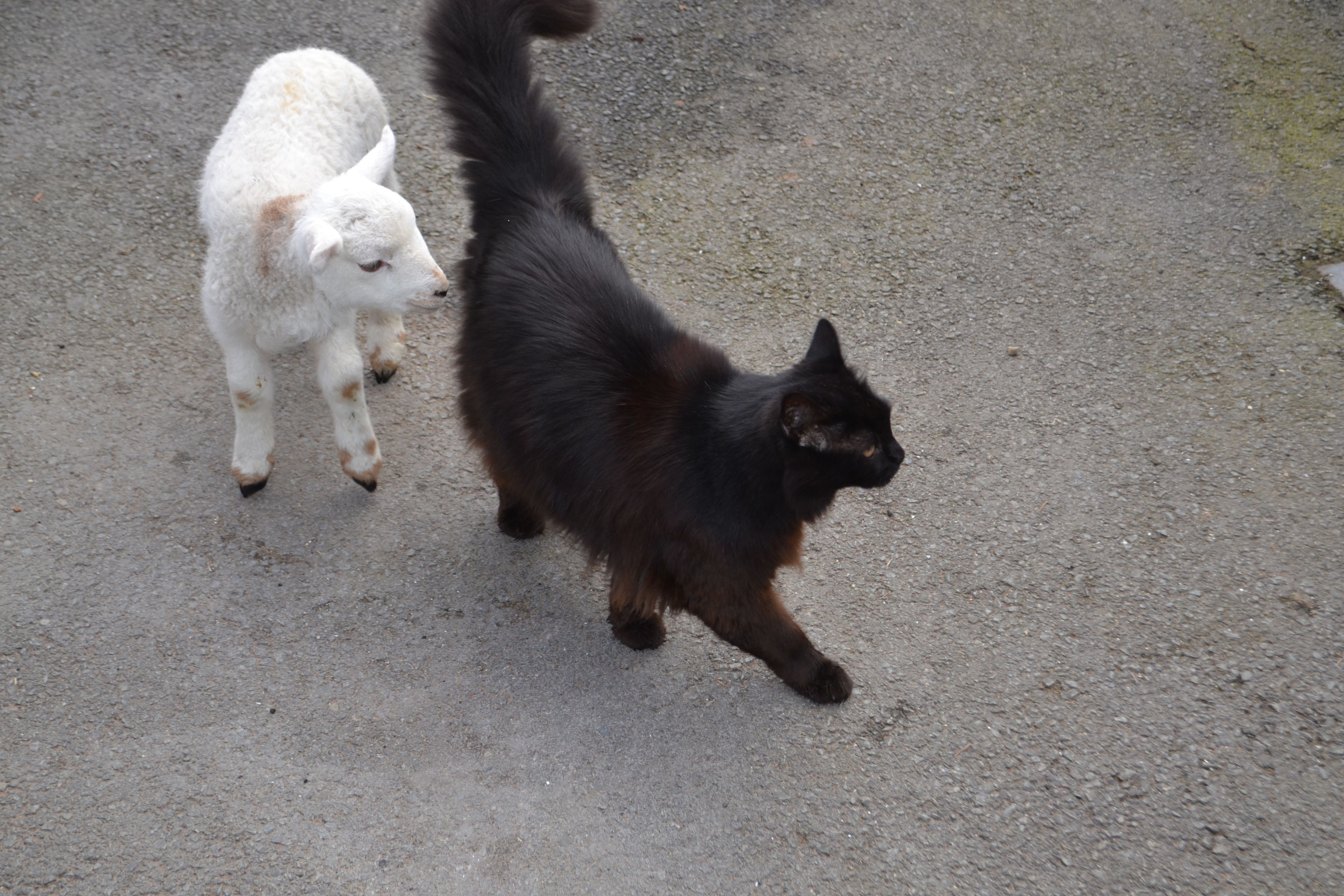 A cat and a dog walking on a paved surface.