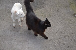 A cat and a dog walking on a paved surface.