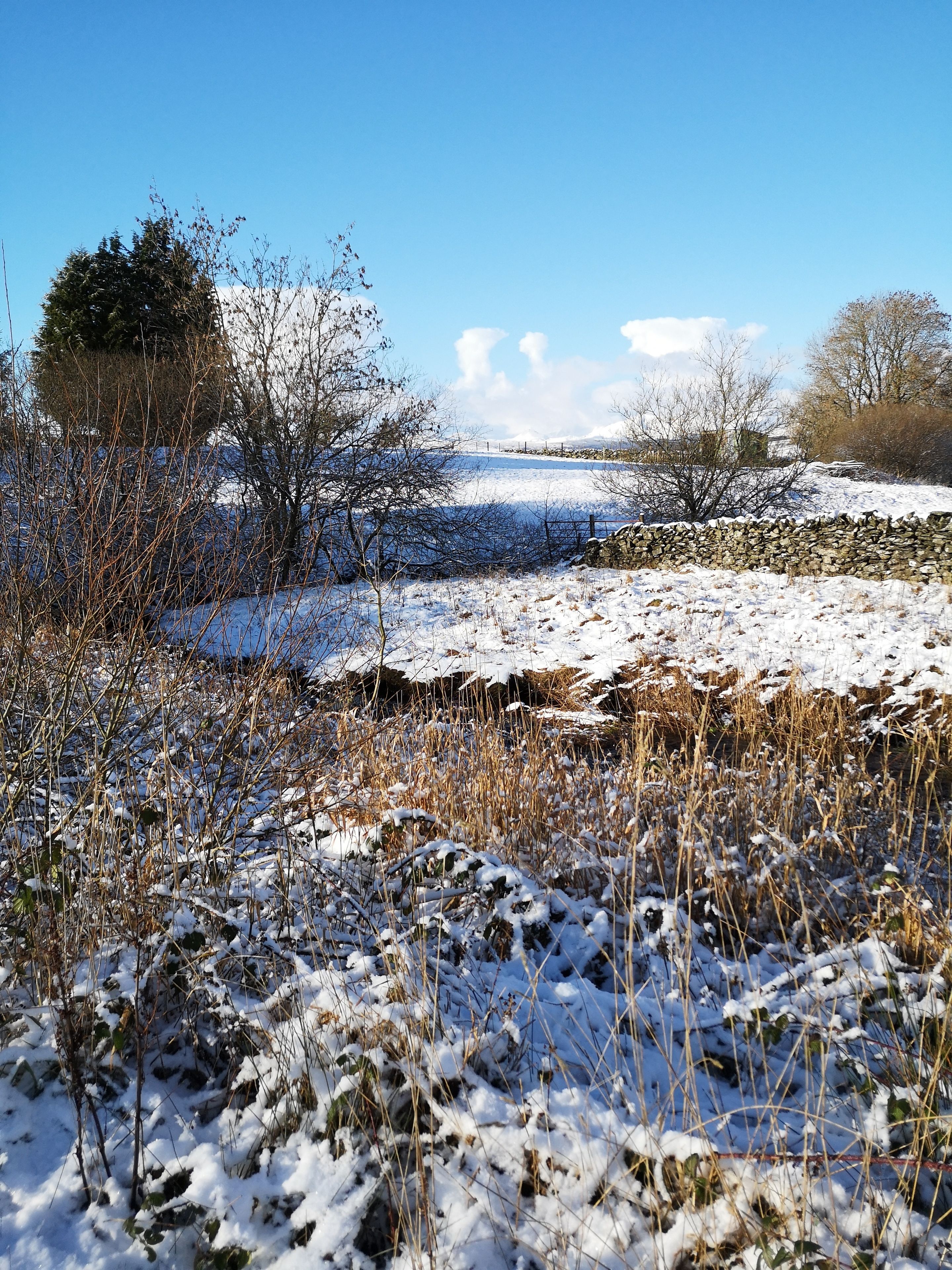 A snowy landscape with a stone wall and sparse vegetation.