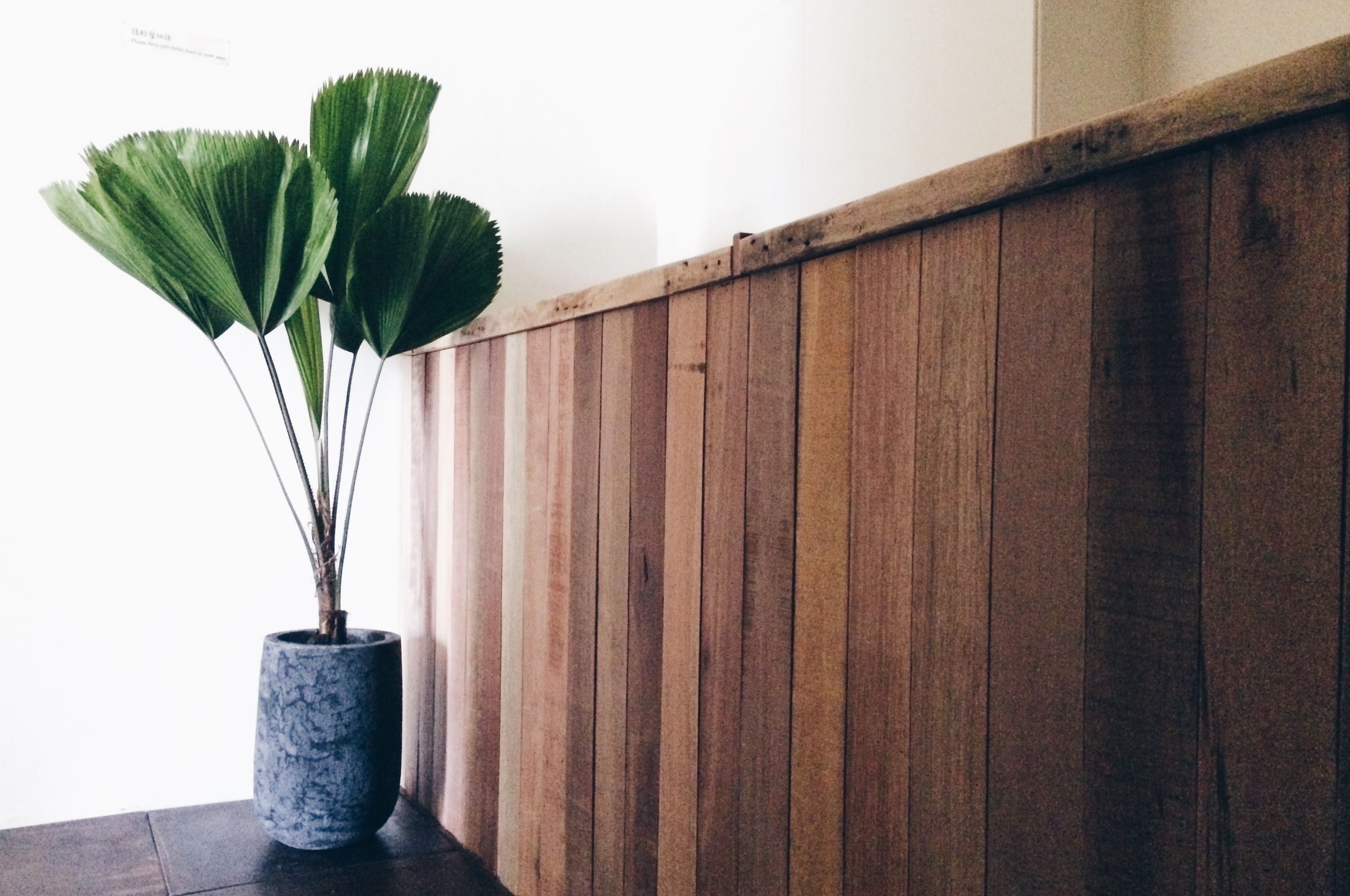 A potted plant with broad leaves on a wooden table against a wooden wall.