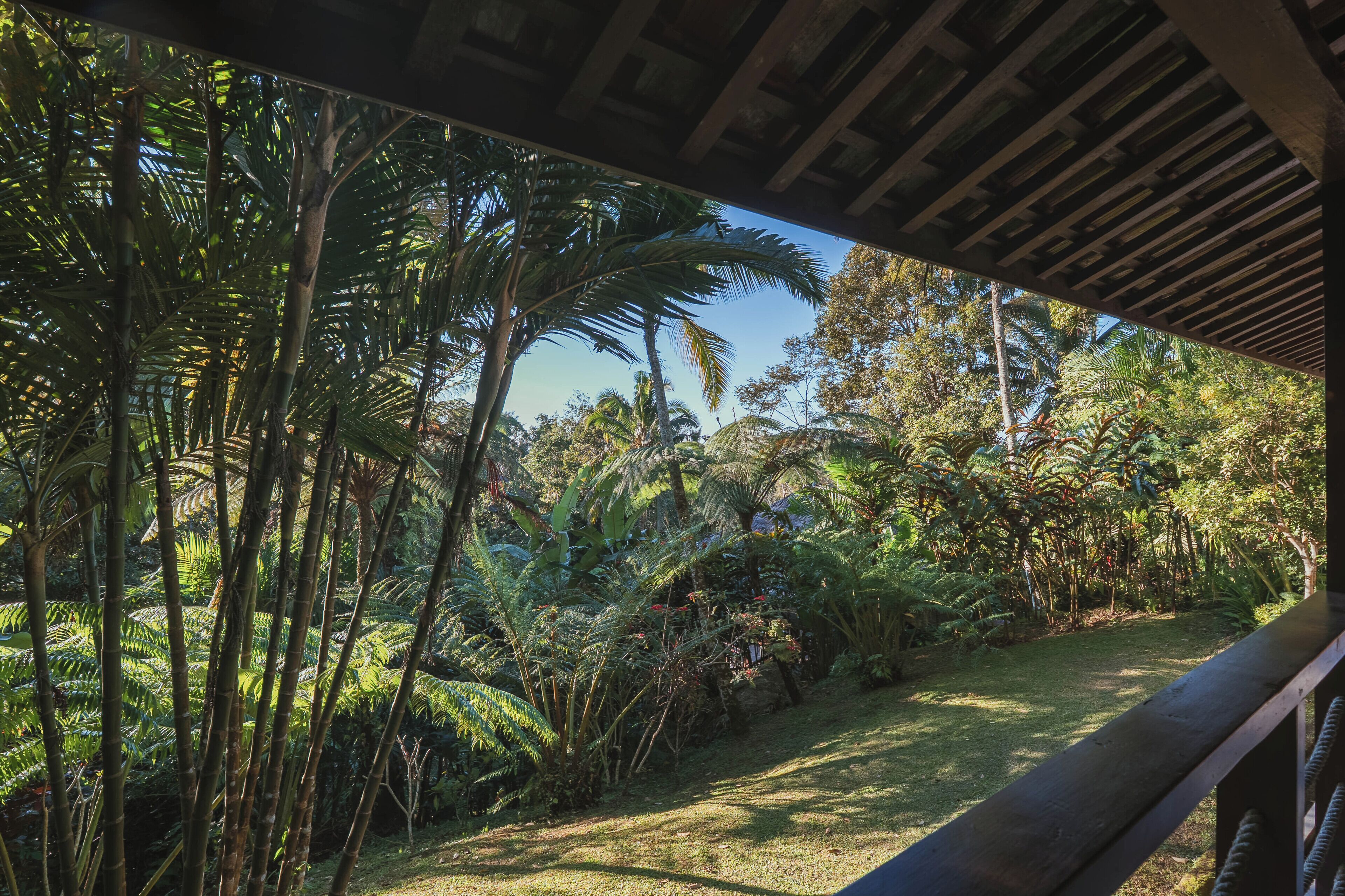 Un jardín exuberante con palmeras y helechos, una terraza de madera y un cielo despejado.