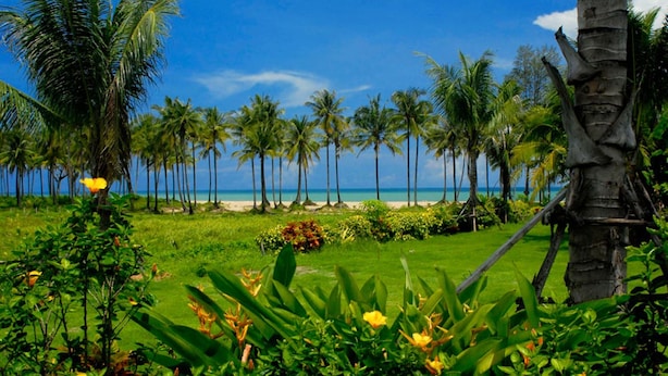Escena de playa tropical con palmeras, un área con césped y un cielo azul despejado.