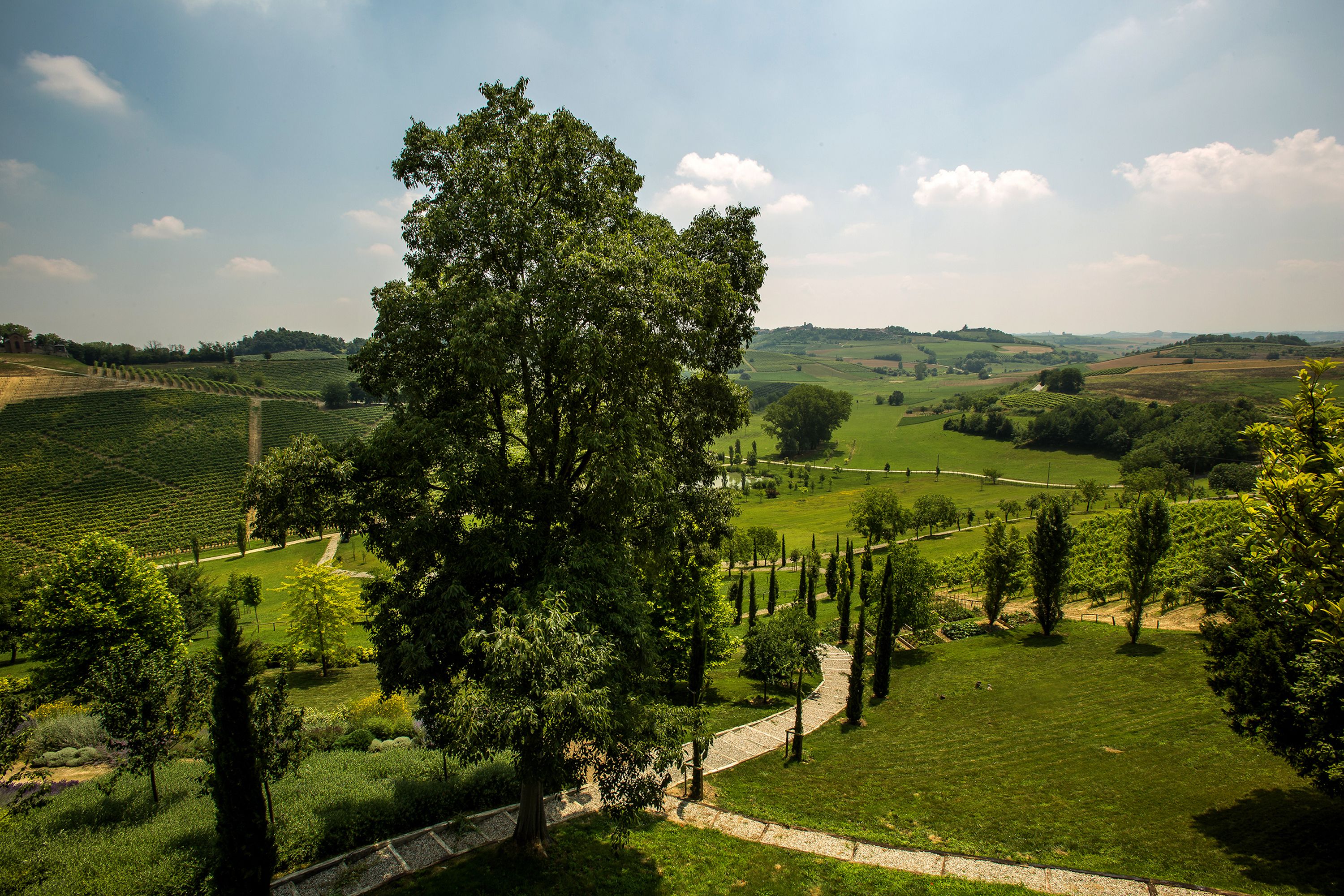 A vineyard landscape with rolling hills, a prominent tree in the foreground, and a clear sky.