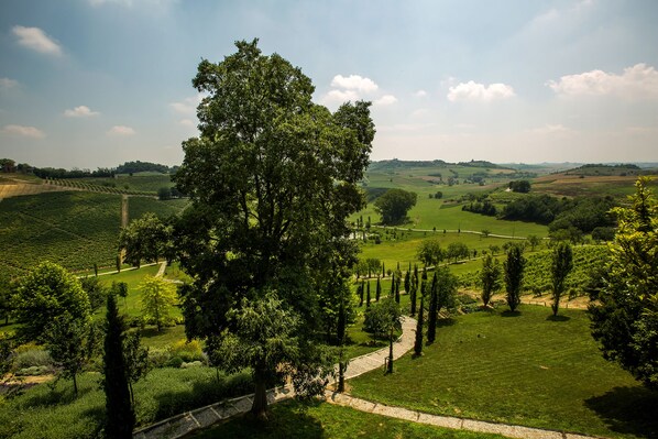 Paisaje de viñedo con colinas ondulantes, un árbol destacado en primer plano y cielo despejado.