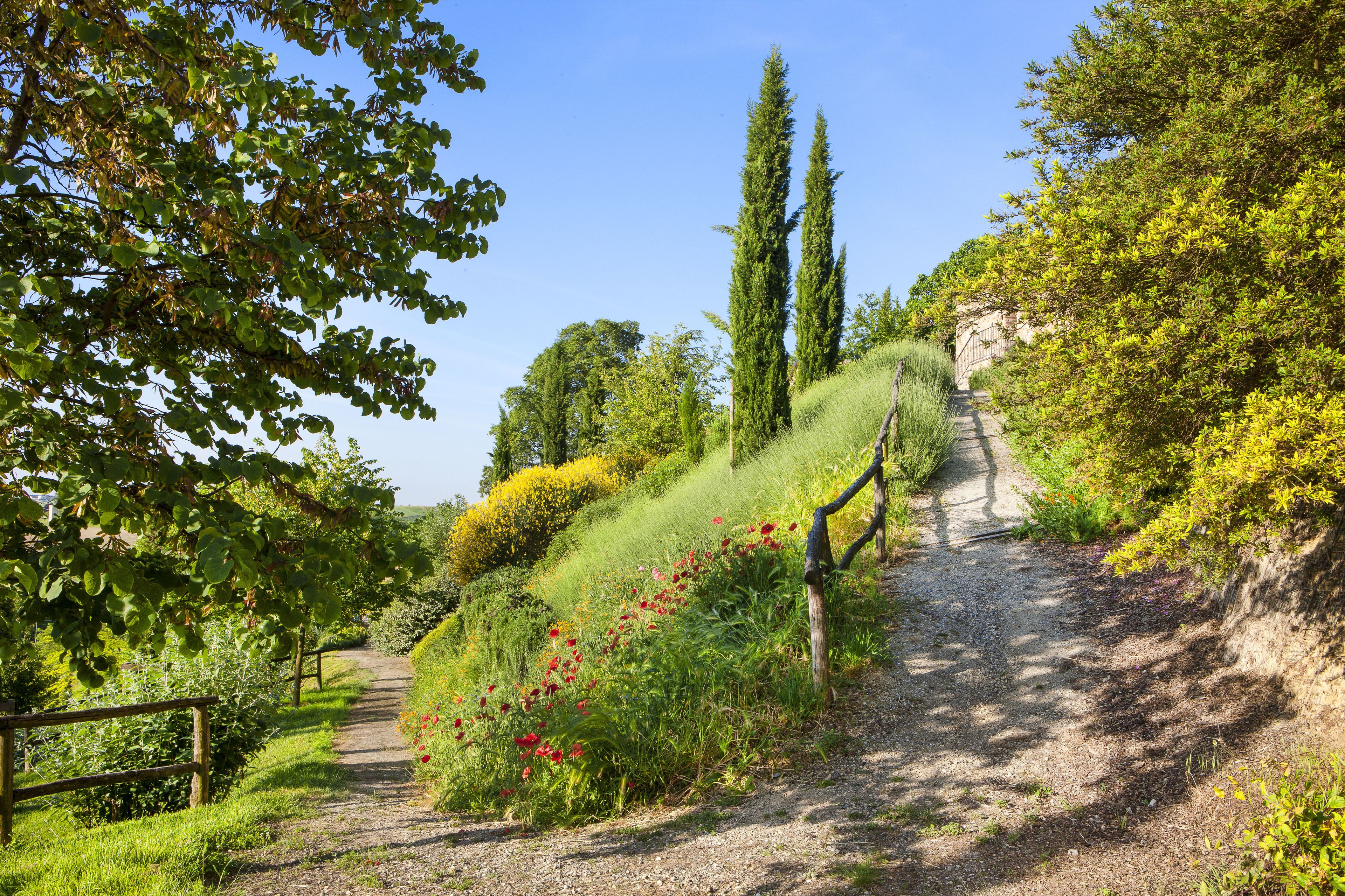 A gravel path surrounded by lush greenery and tall trees.