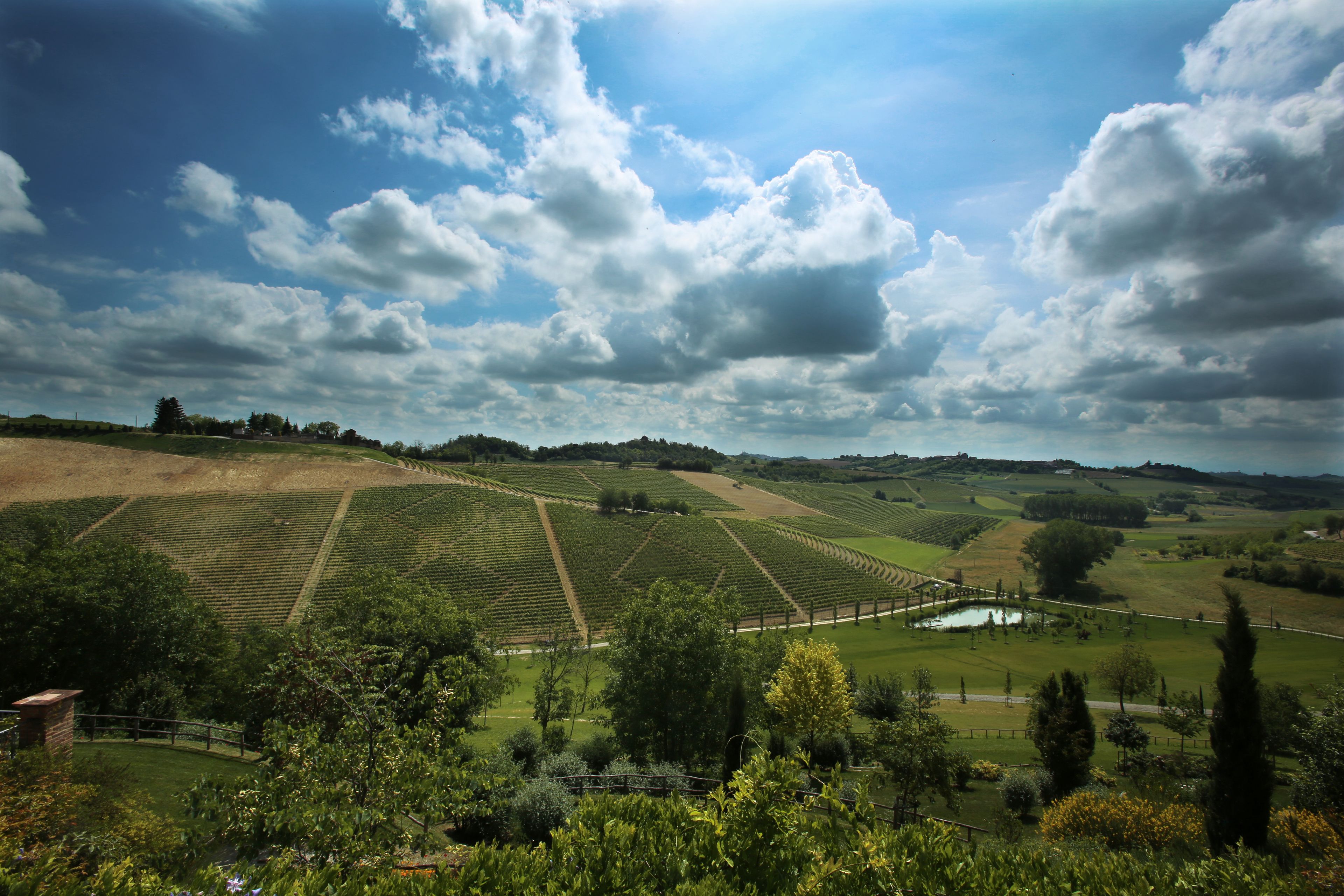 A vineyard landscape with rows of grapevines and a pond.