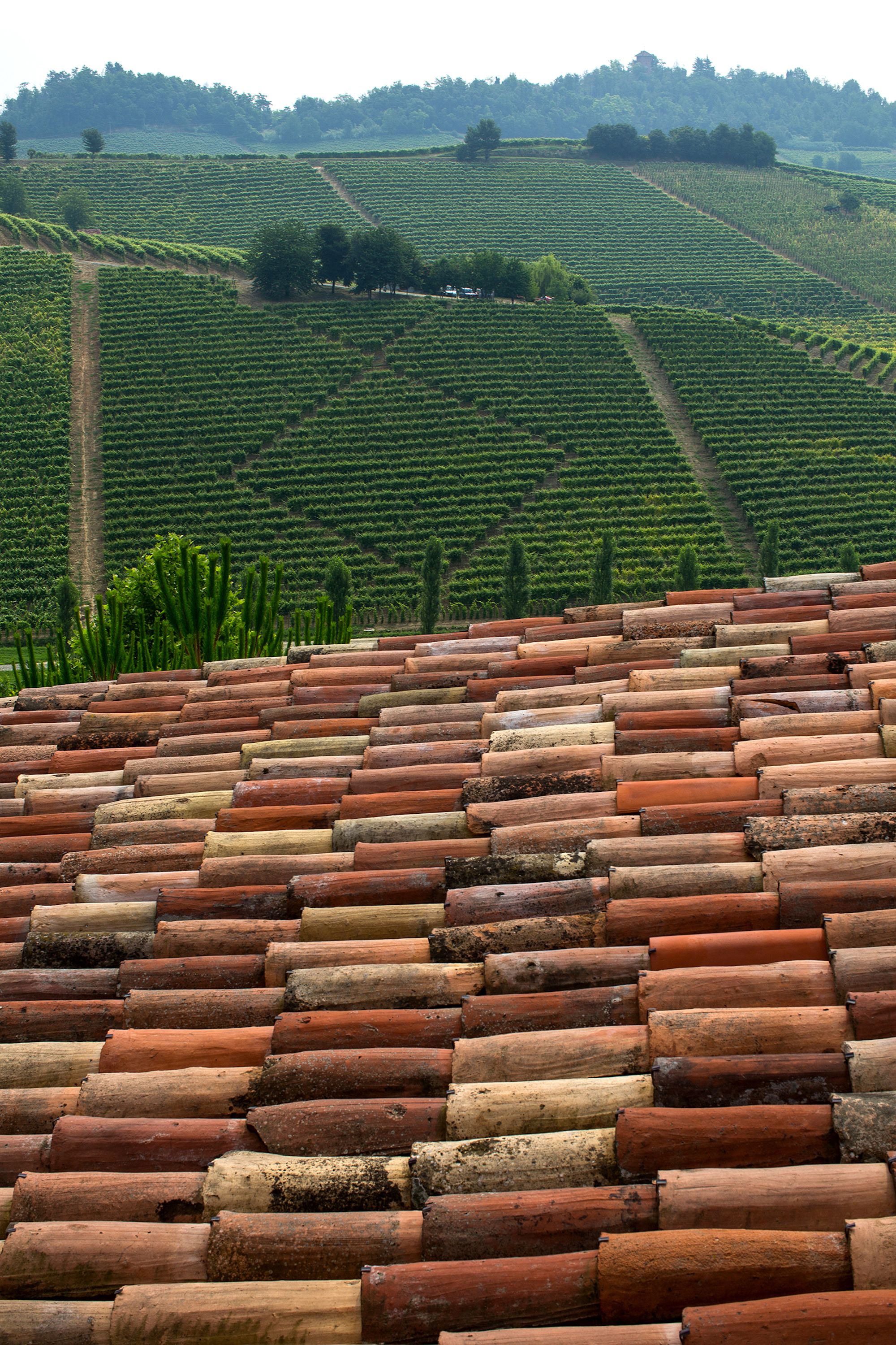 Ein Weinberg mit Reihen von Reben und einem Terrakotta-Dach im Vordergrund.