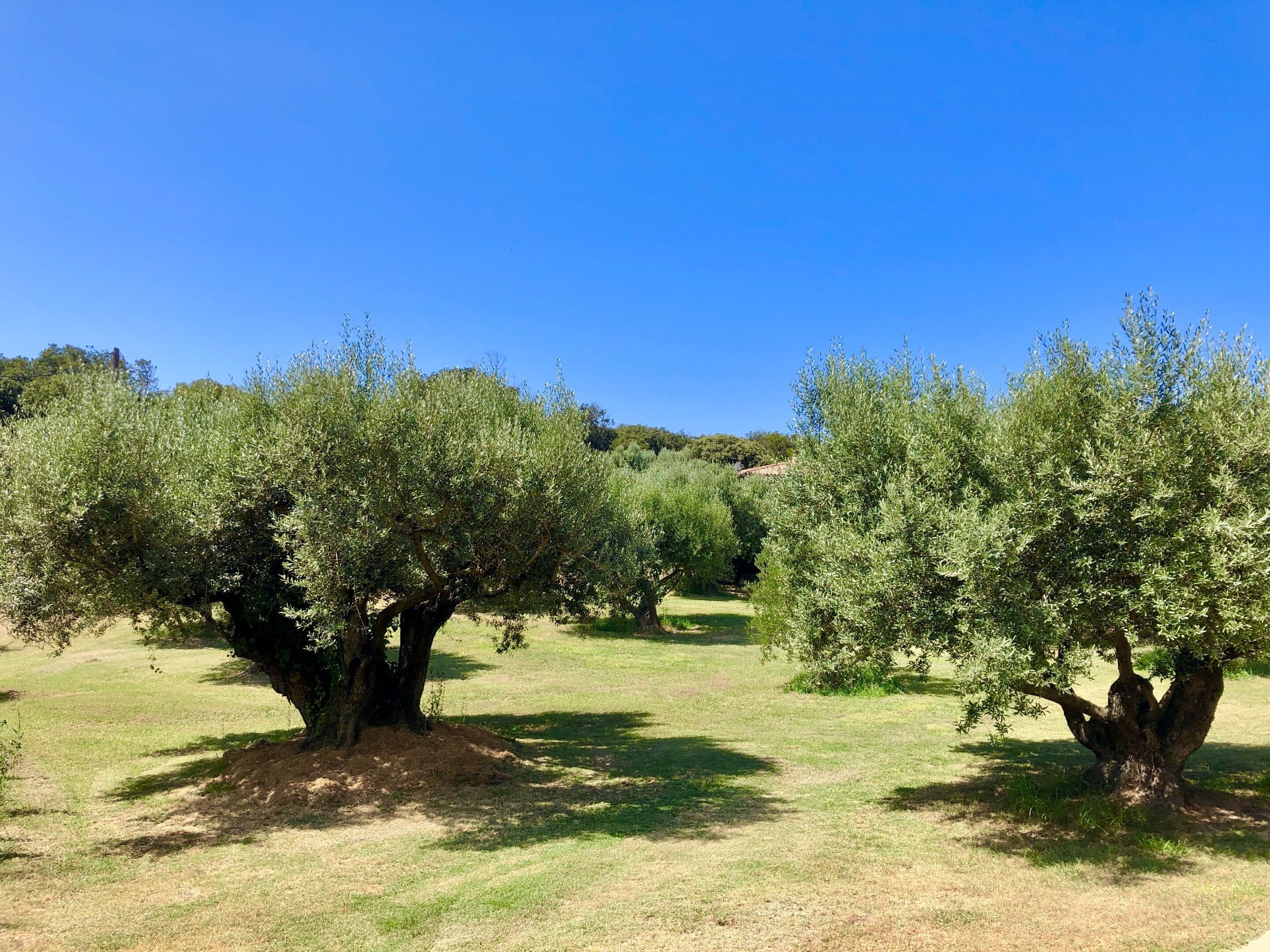 An olive grove with mature trees and a clear blue sky.