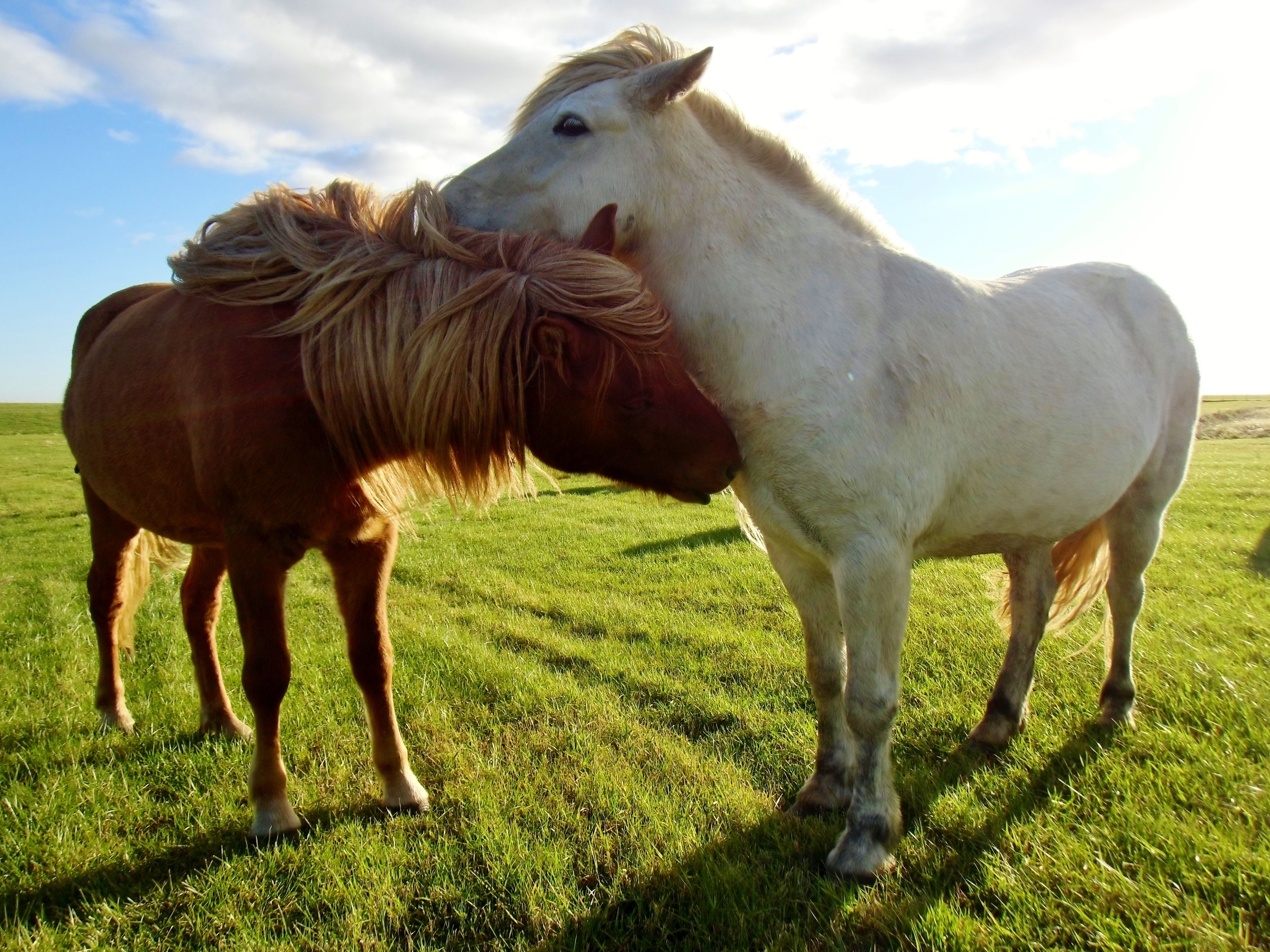 Two horses in a grassy field.