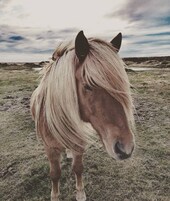 Un caballo con una crin larga y rubia parado en un campo de hierba.