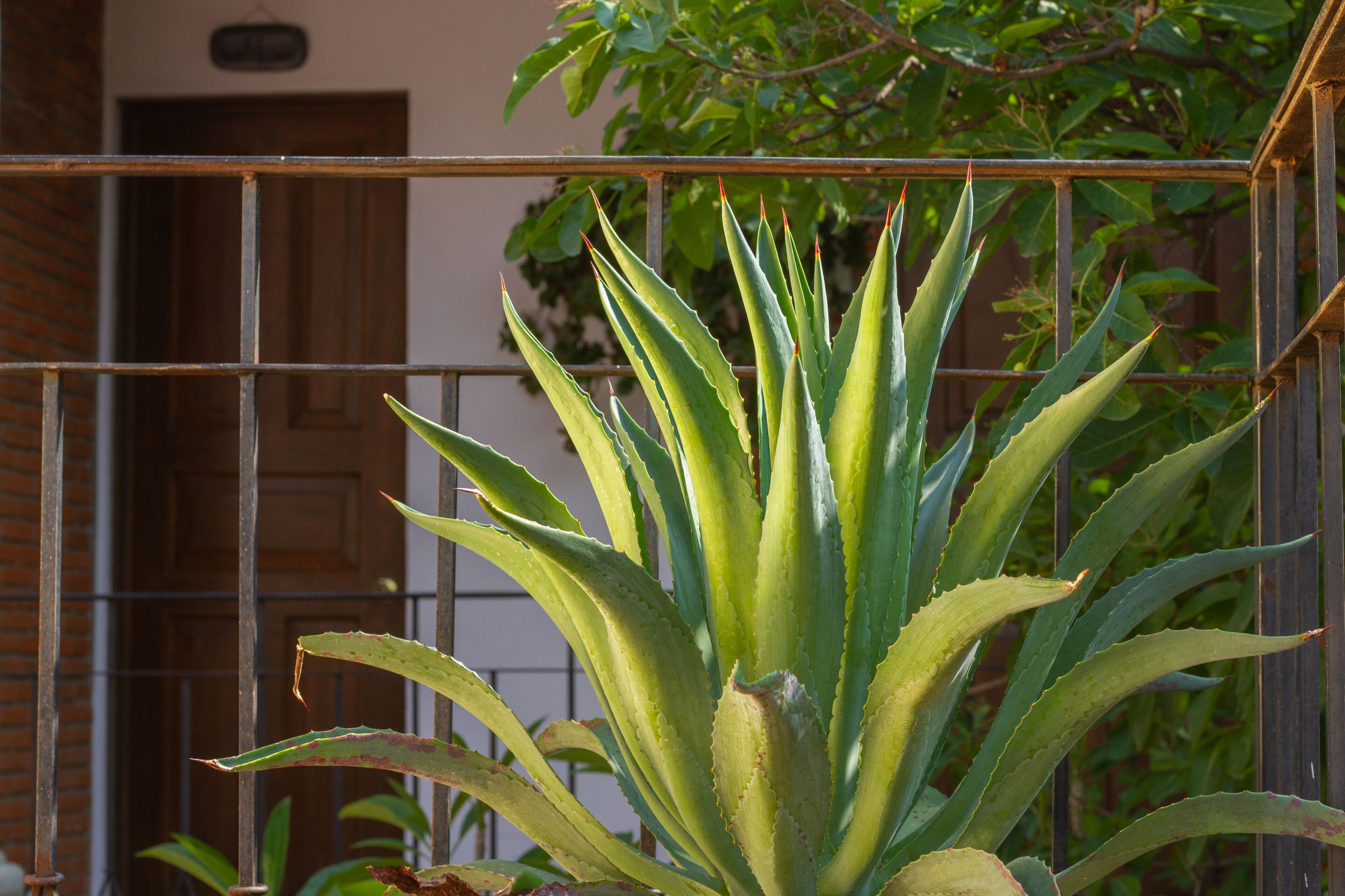 A plant with long, pointed leaves in a metal enclosure.