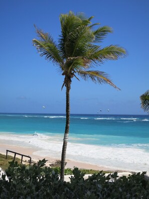 A beach with a palm tree, ocean waves, and a clear sky. - Inchcape Seaside Villas (Silver Sands)