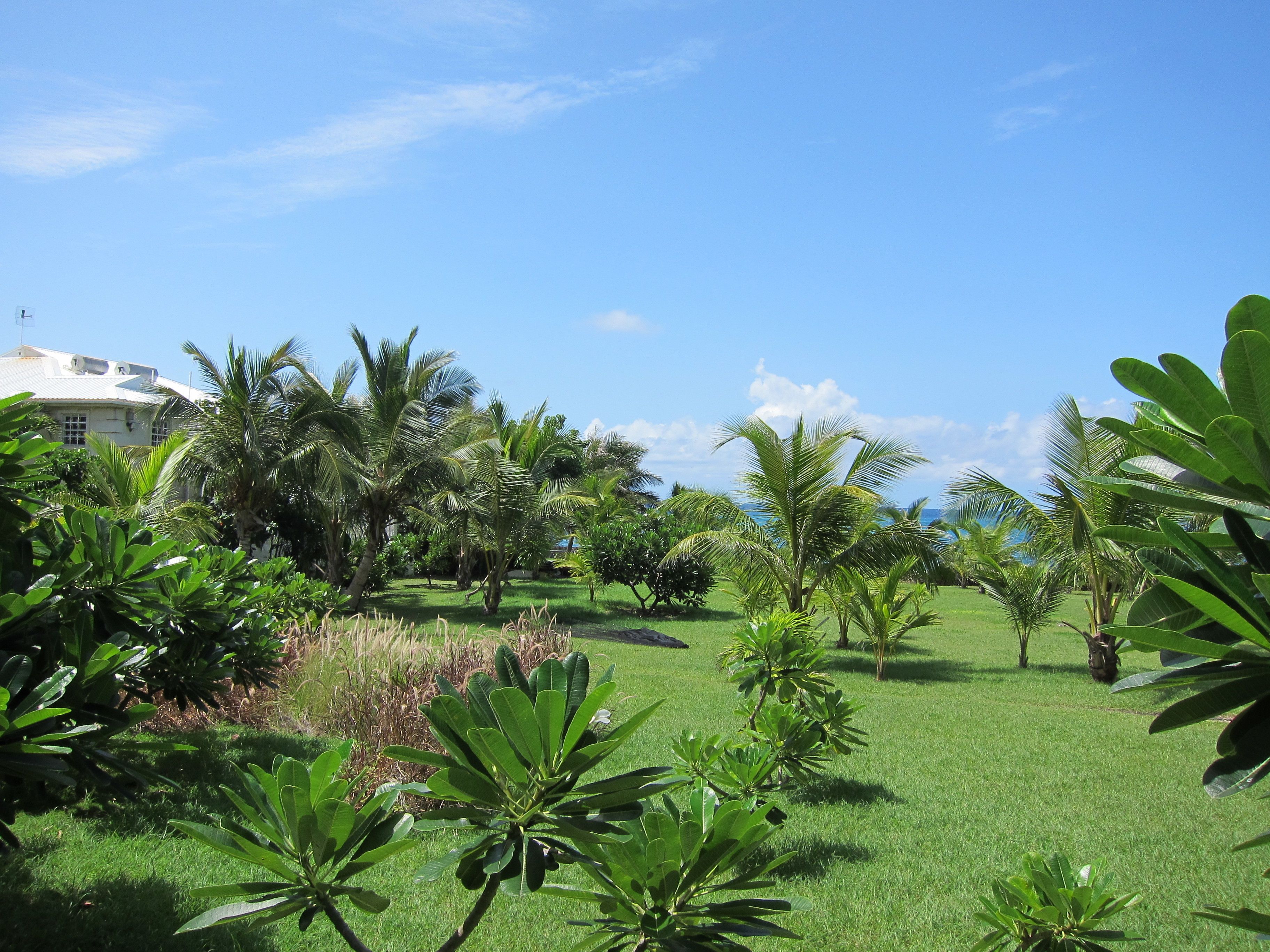 A lush garden with various tropical plants and a white building in the background.