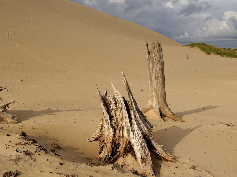 Woestijnlandschap met zandduinen en twee grote, verweerde boomstronken.