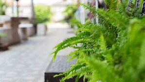 A row of potted ferns on a tiled floor, likely in a hotel or public space. - P.U. Inn Resort (Ayutthaya)