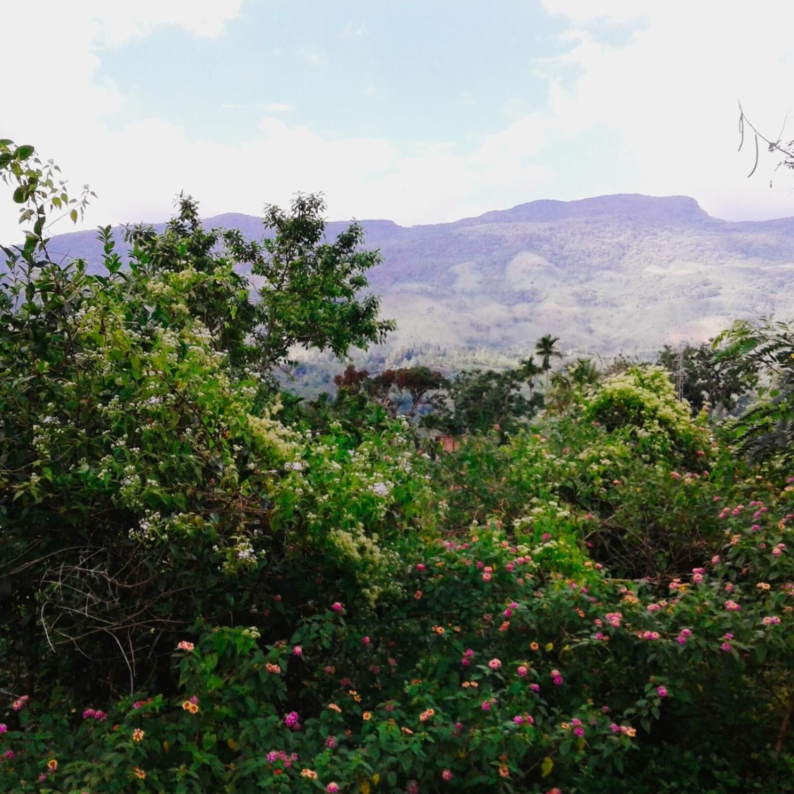 Un paisaje montañoso con vegetación densa y plantas florecientes en primer plano.