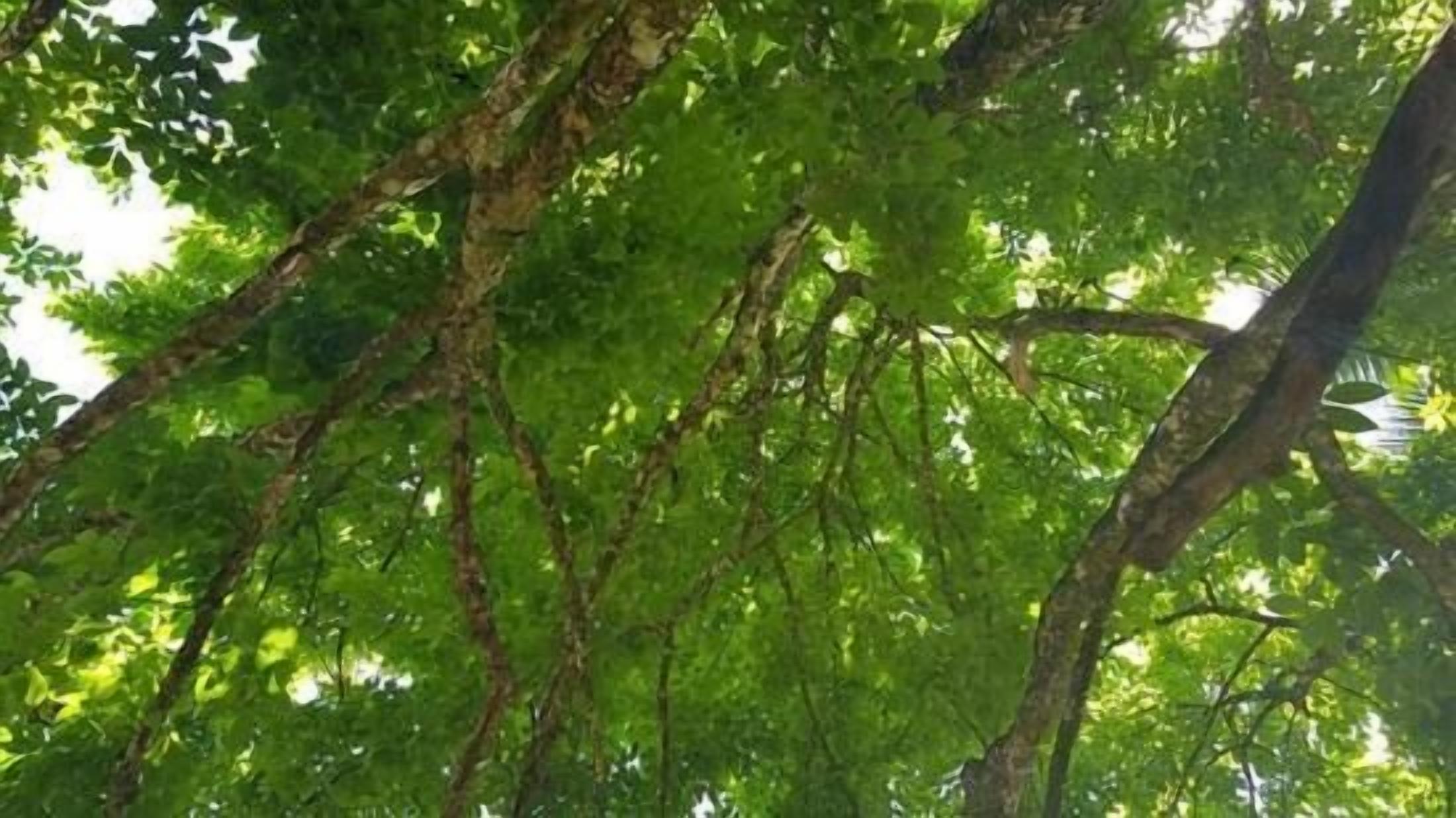 A dense canopy of green leaves with sunlight filtering through.