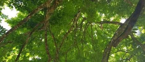 A dense canopy of green leaves with sunlight filtering through.
