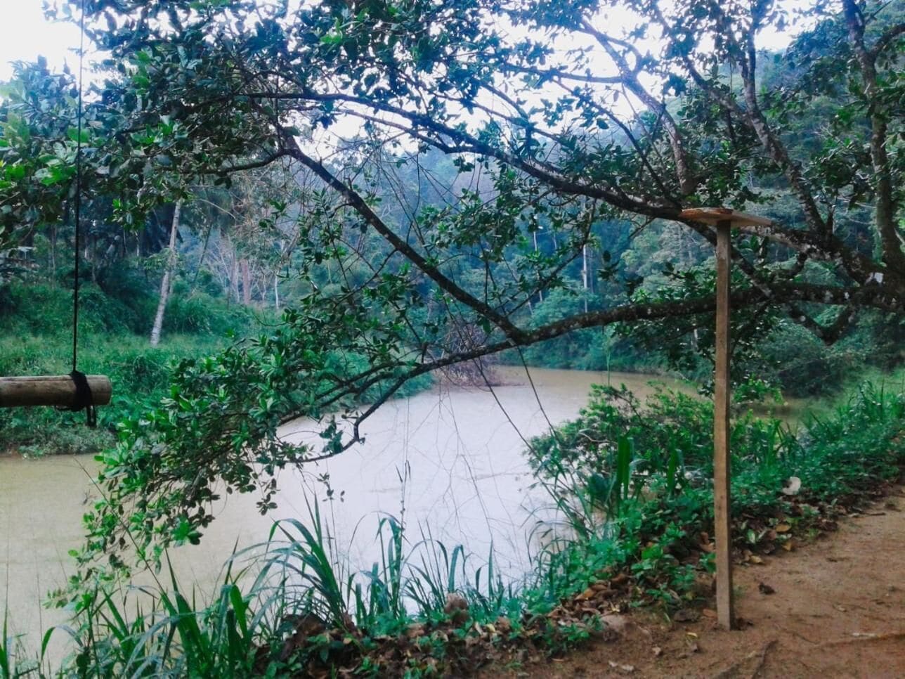 A riverbank with a wooden structure, surrounded by dense greenery and trees.