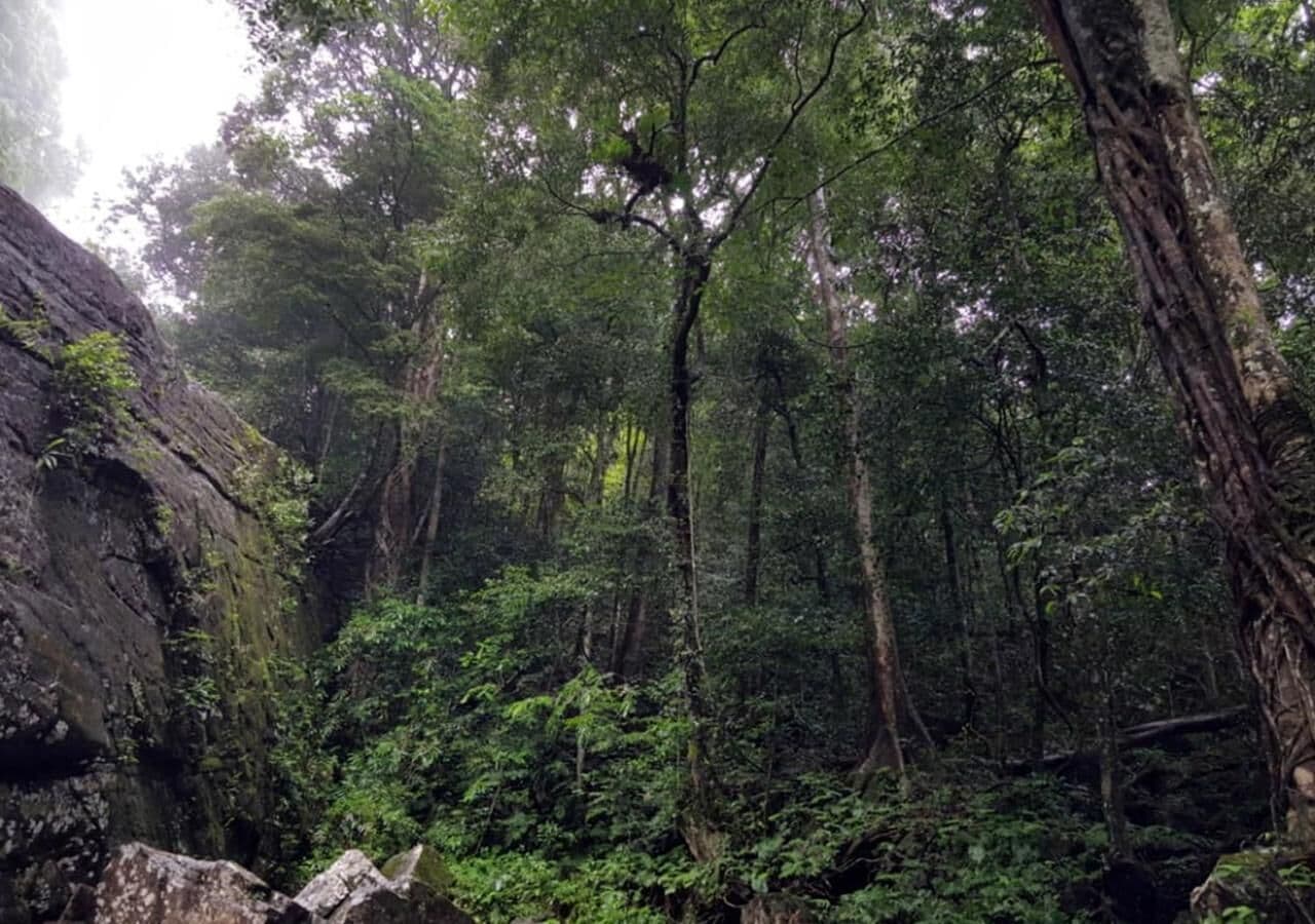 A dense forest with tall trees and rocky terrain.