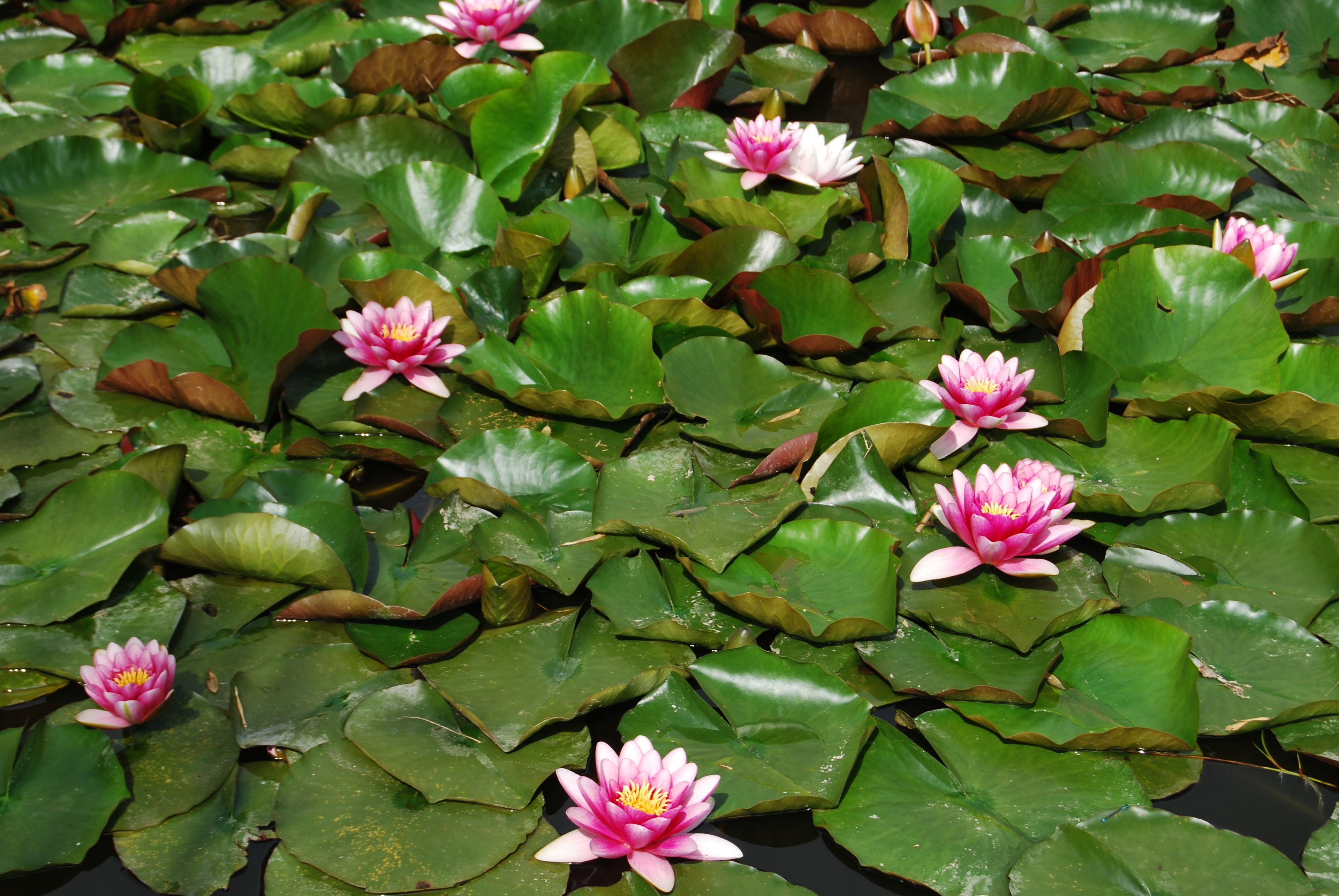 A pond with multiple pink water lilies and green lily pads.