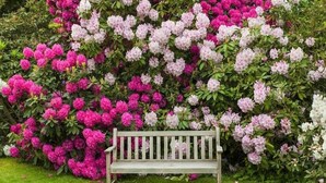 Un banco de madera en un jardín con un seto tupido de flores rosas y blancas.