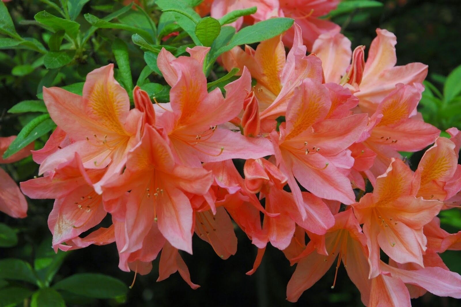 Un grupo de flores rosadas con estambres y pistilos visibles, rodeado de follaje verde.