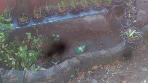 Un mur de pierre orné d’une statue, de plantes en pot et d’un petit espace aménagé en jardin.