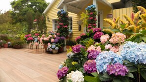 Une maison jaune avec un porche, entourée de magnifiques hortensias aux couleurs vives.