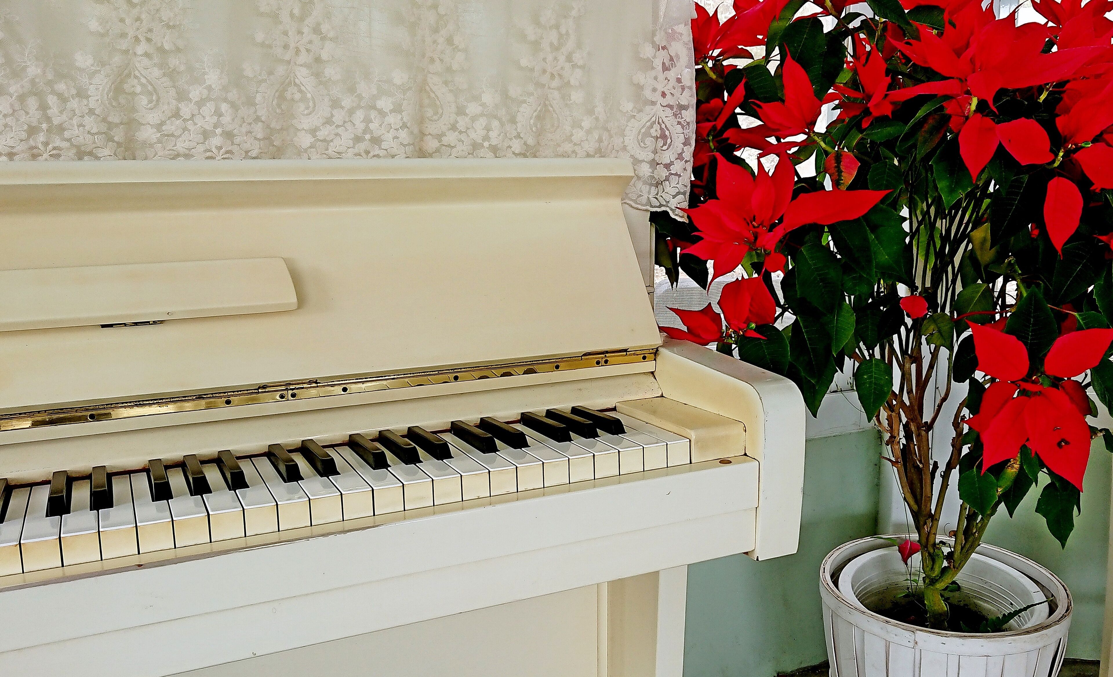 A piano with a white finish and a potted plant with red flowers in the background.