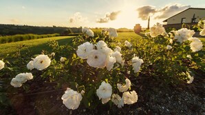 Un jardin avec des fleurs blanches devant un bâtiment doté d’un toit en pente.