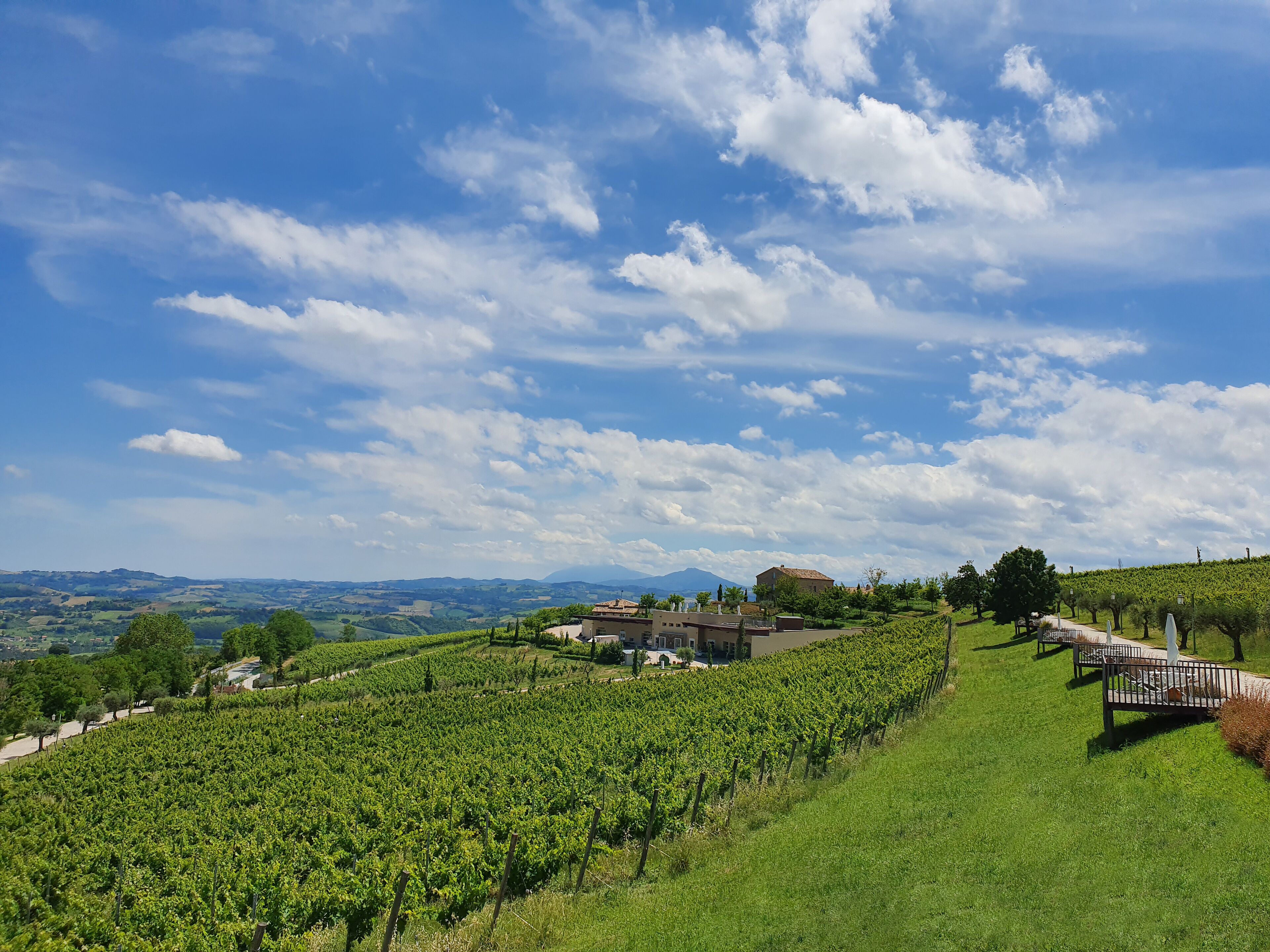 A vineyard with rows of grapevines, a building with a tiled roof, and a clear blue sky with scattered clouds.