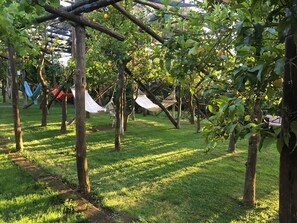 Garden - Podere don Peppe 1884 (Massa Lubrense)
