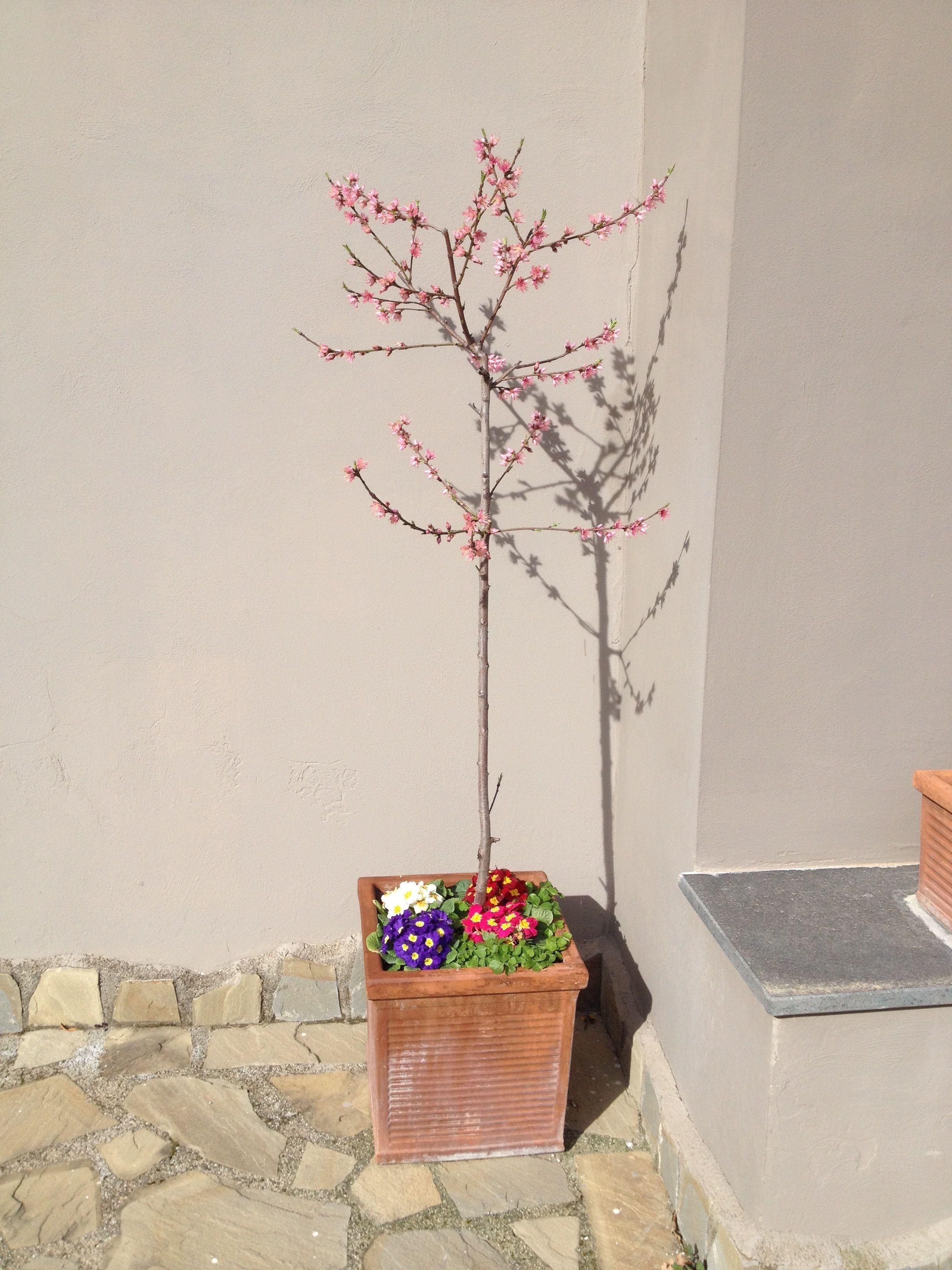 A potted tree with pink blossoms next to a stone wall.