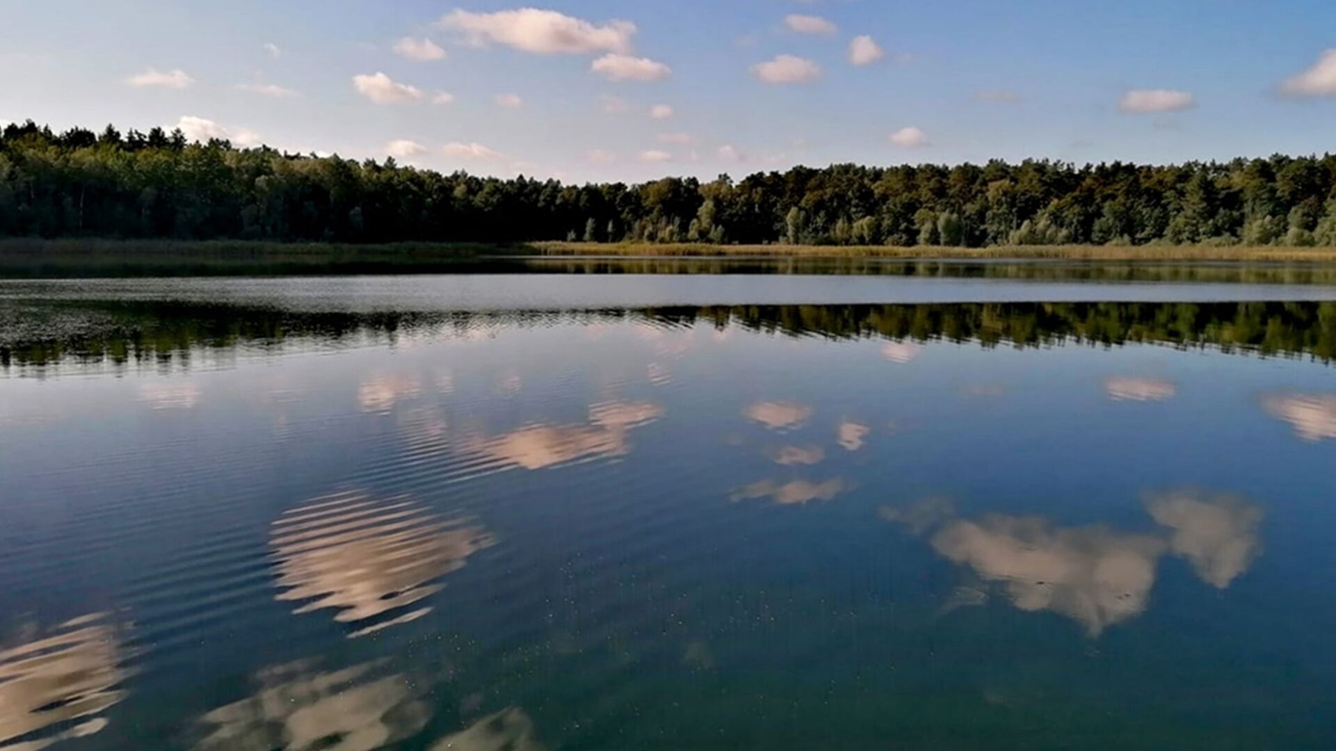 Un lago tranquilo con una orilla boscosa y reflejos nítidos del cielo.