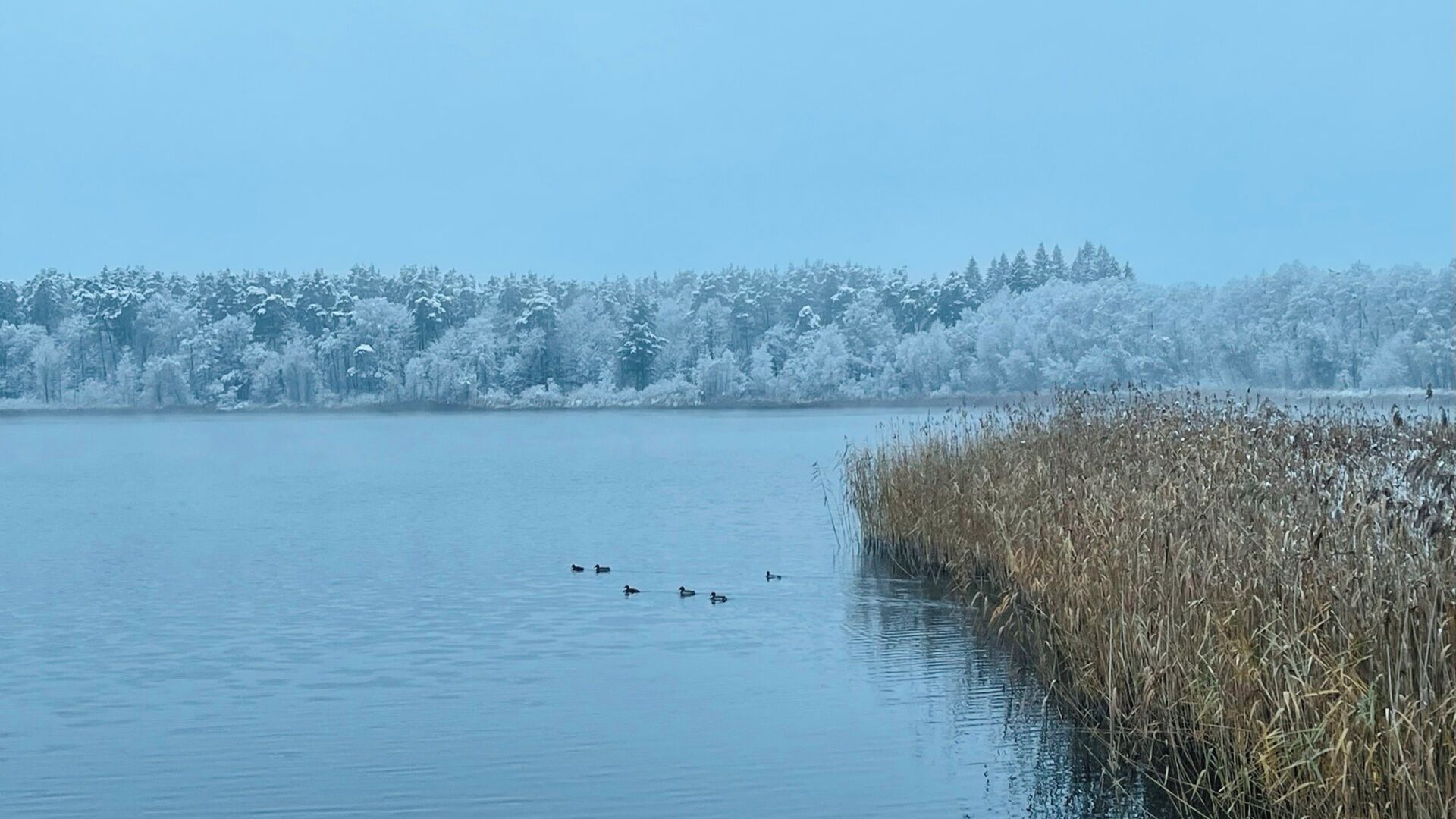 A calm lake with ducks, a frozen forest in the background, and reeds along the shore.