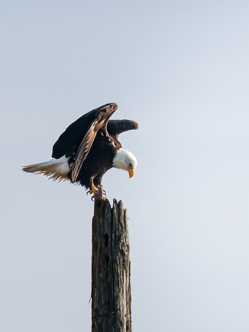 A bald eagle perched on a wooden post.
