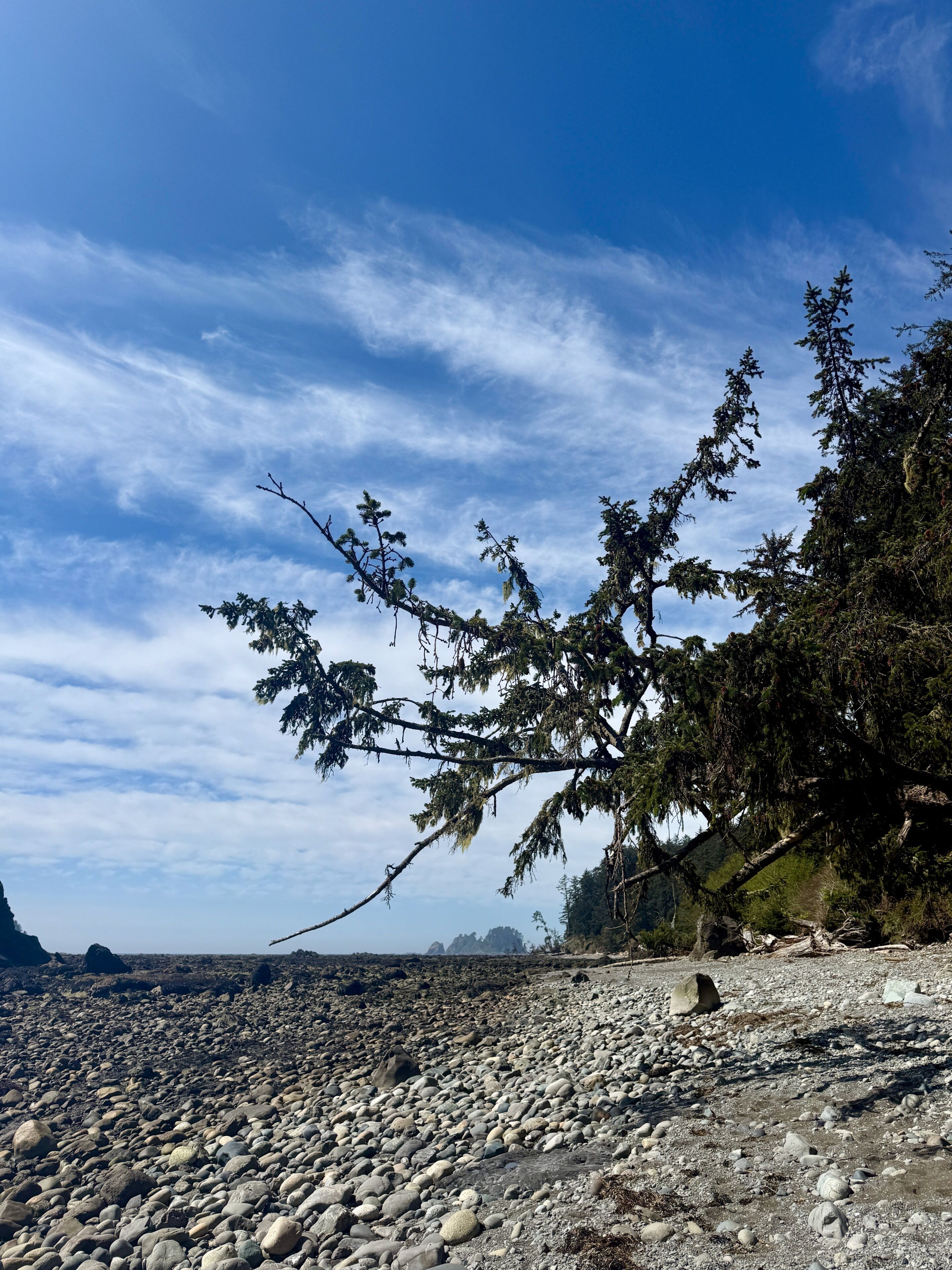 A rocky beach with trees and a clear sky.