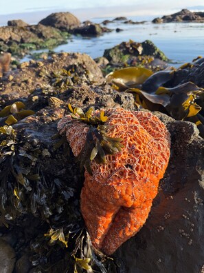 Una costa rocosa con algas marinas y una gran esponja de mar anaranjada.