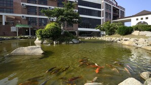 A koi pond with various fish, surrounded by a stone border and a building with multiple windows and air conditioning units. - Jinsa Lakeside View Hotel (Jinsha)