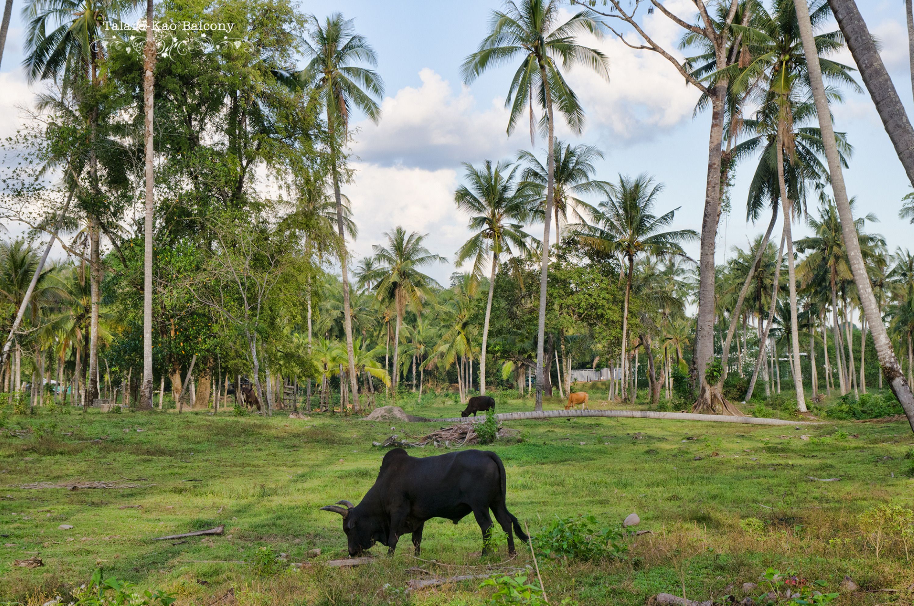 A rural landscape with a cow grazing, surrounded by tall palm trees and greenery.