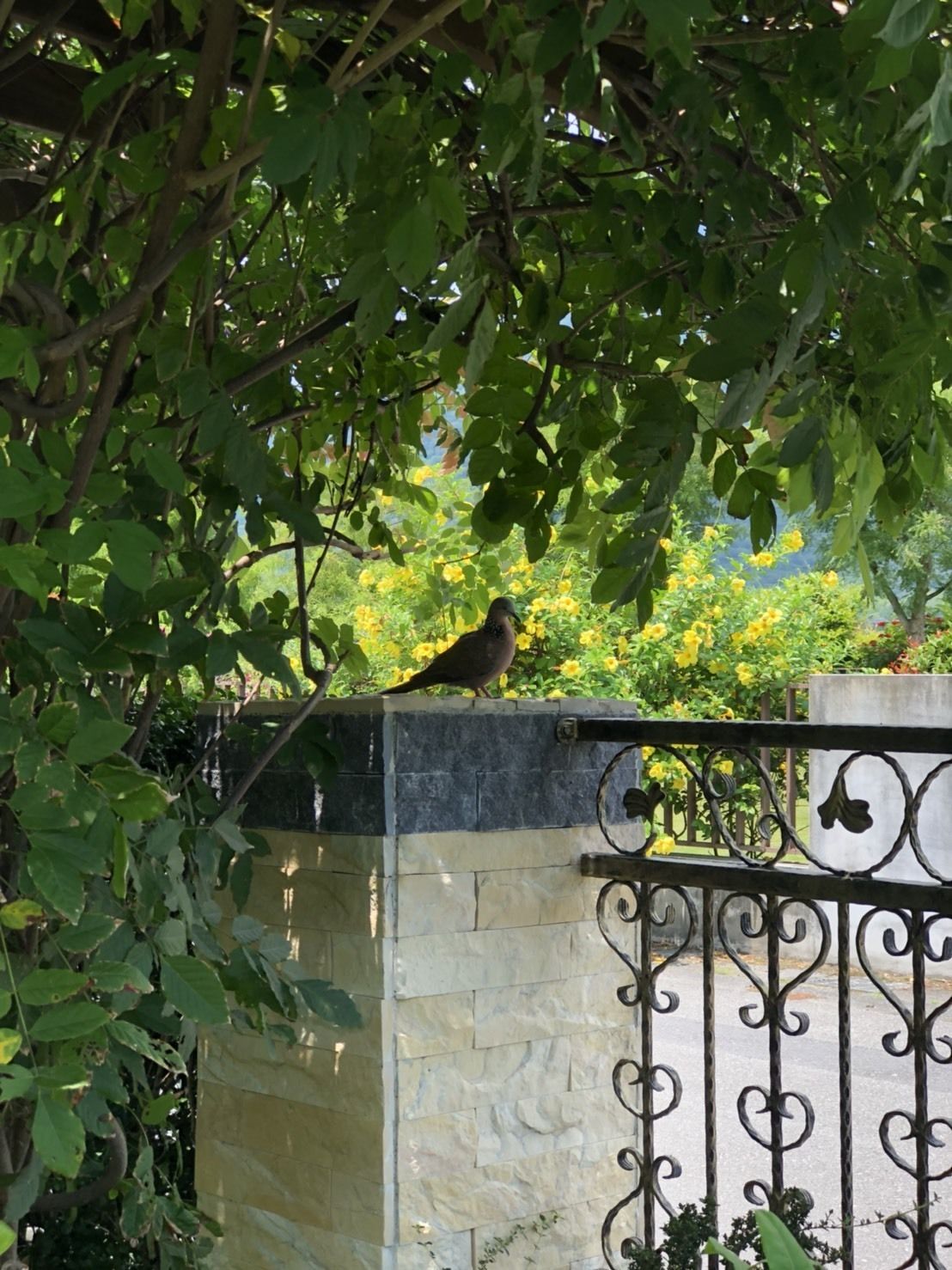 A bird perched on a stone wall with a wrought iron gate.