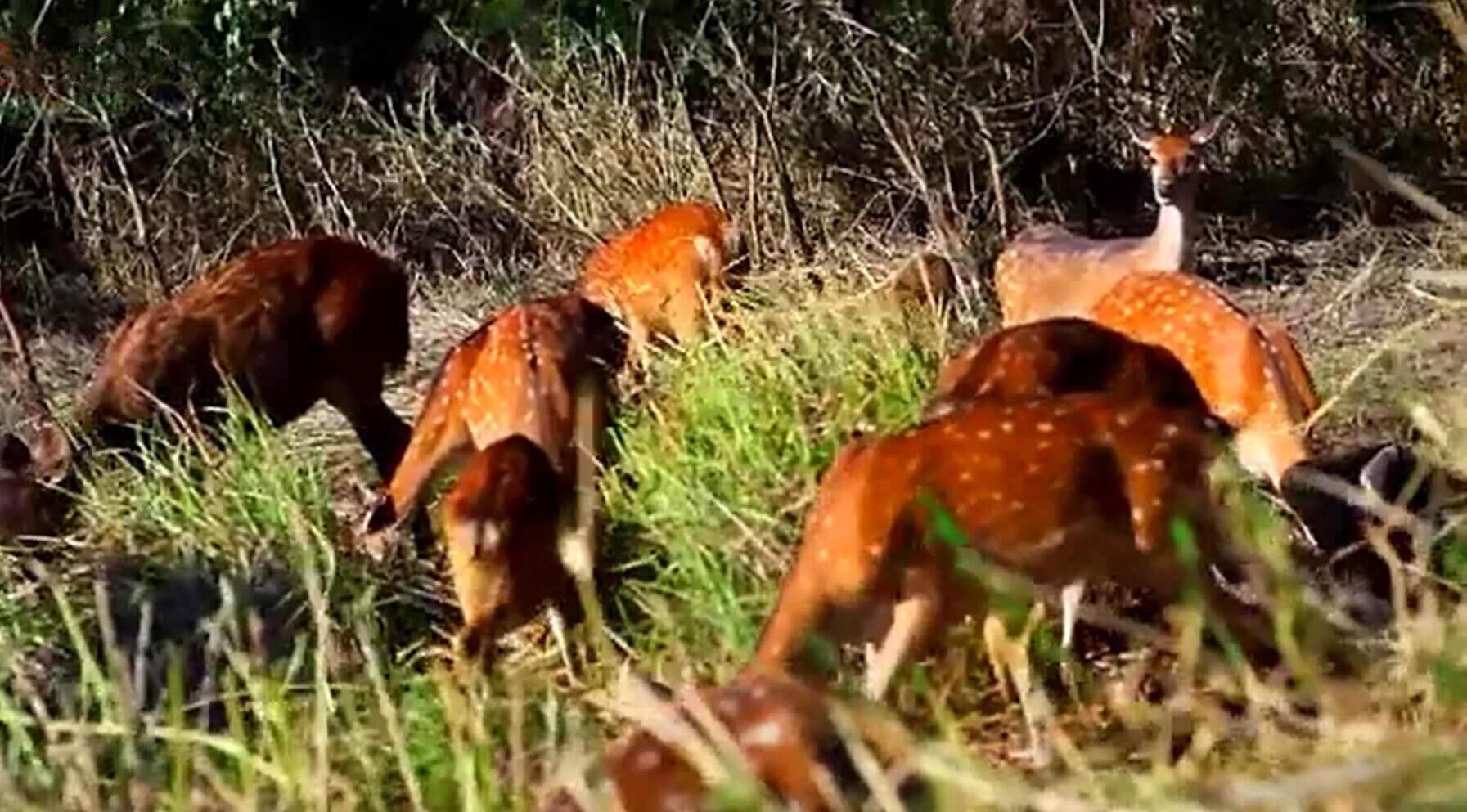 Un grupo de ciervos en un área cubierta de hierba con abundante follaje al fondo.