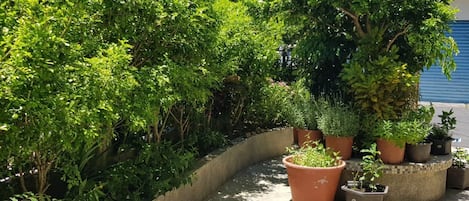 Tuin