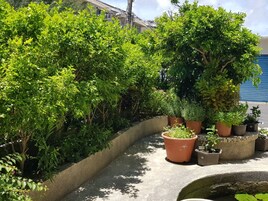 A rooftop garden with various potted plants and a concrete pathway.