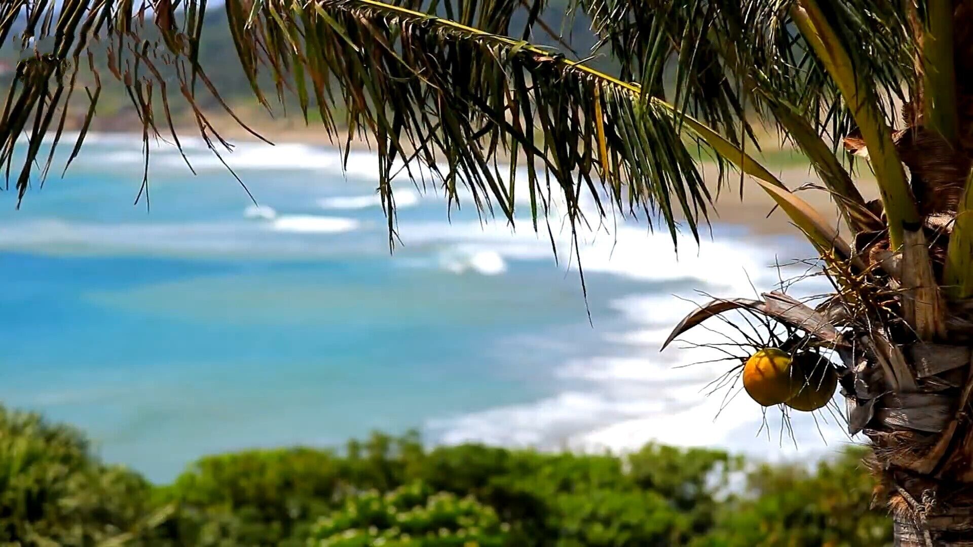 A beach view with a palm tree and a coconuts.