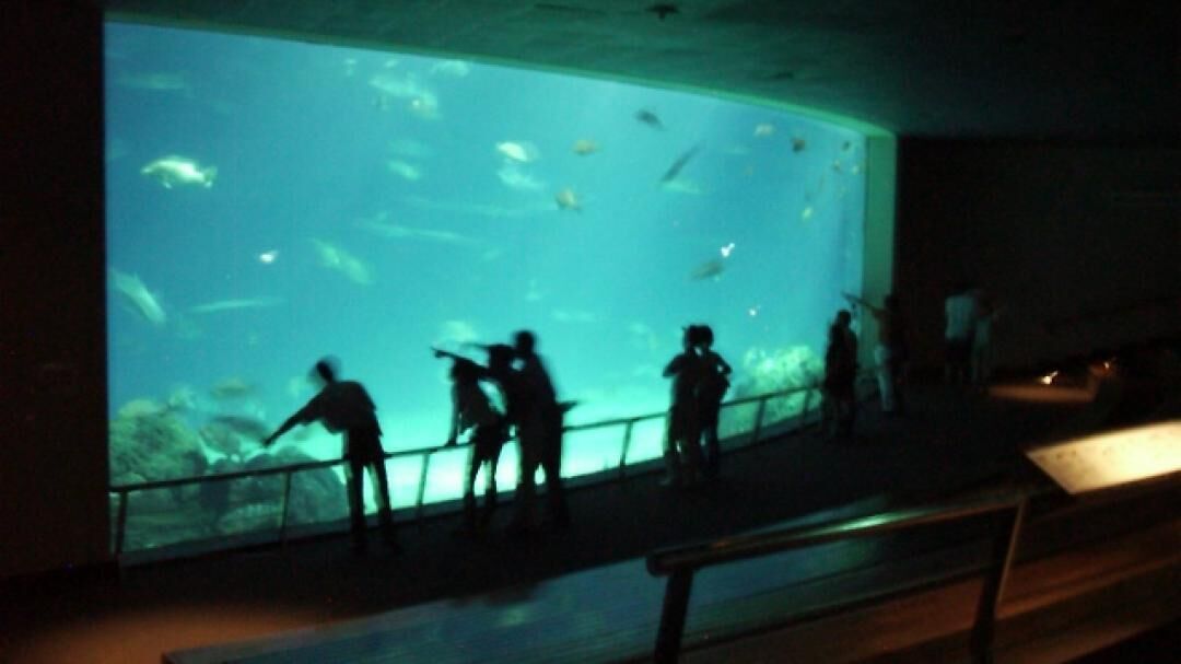An aquarium with a large tank displaying various fish.