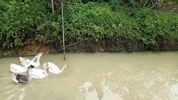 Un grupo de cisnes nadando en un cuerpo de agua rodeado de vegetación densa.