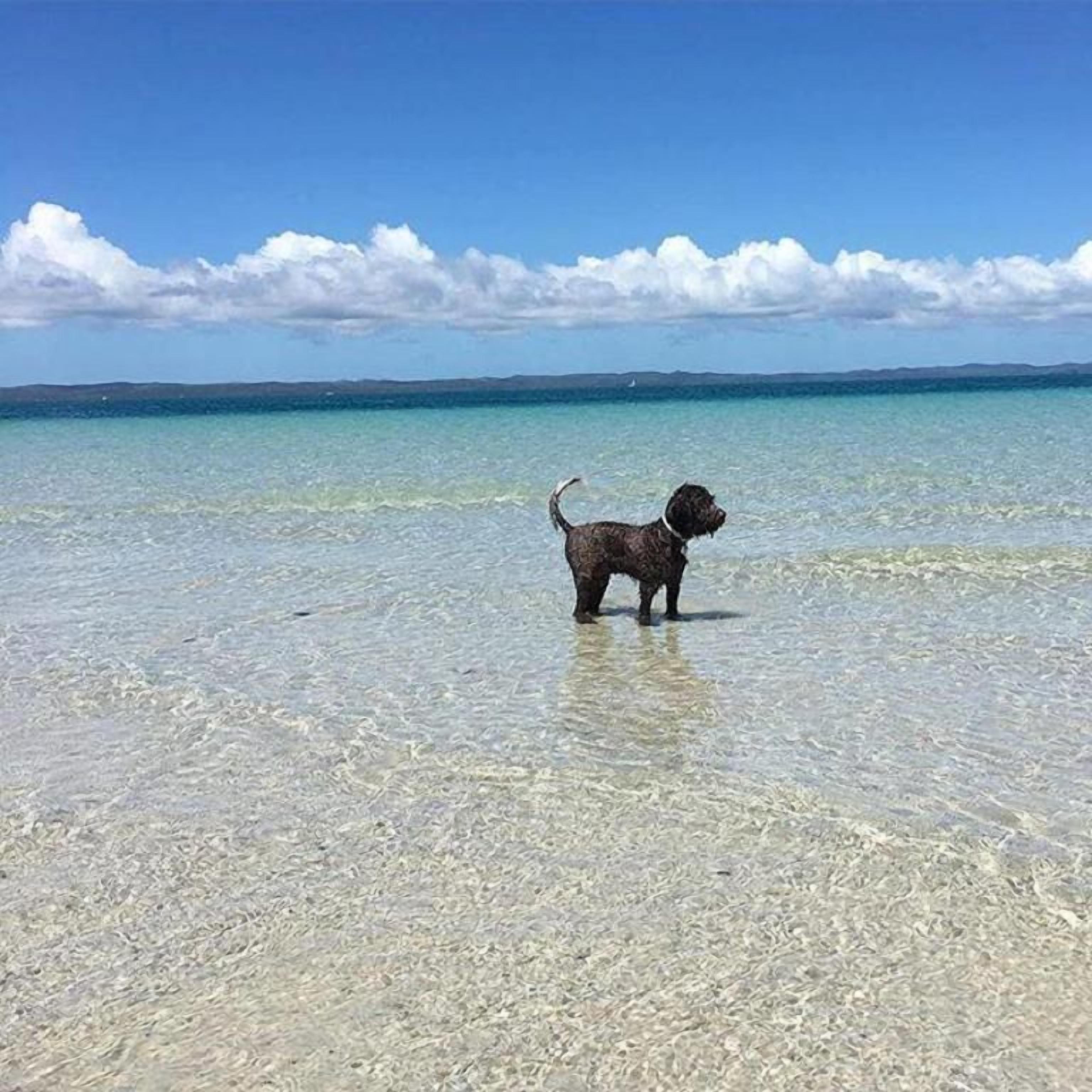 A dog standing in shallow water with a clear sky and distant land in the background.