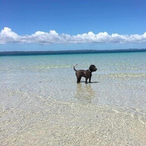 A dog standing in shallow water with a clear sky and distant land in the background. - Torquay Terrace Bed & Breakfast (Torquay)
